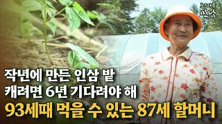 [로드다큐 '만남' 31회⑤] 작년에 만든 인삼 밭 캐려면 6년 기다려야 해 93세 때 먹을 수 있는 87세 할머니