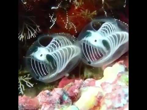 💀🐼Meet The Skeleton Panda Sea Squirts, Also Known As Ascidians 💀🐼 ...