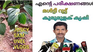 മൾട്ടി റൂട്ട് കുരുമുളക് കൃഷി |multi root pepper