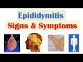 Epididymitis (Scrotal Pain) Signs & Symptoms | & Why They Occur