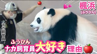 【パンダアイドル楓浜】ナカ飼育員の気前が良すぎ🐼リンゴたくさんくれる🍎特別だよね〜♡