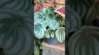 #garden #morningglory  #relaxing #coleus #smallgarden #flowers #beautifulflowers #hibiscus