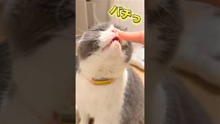 【まるちゃんと痺れる触れ合い】#静電気