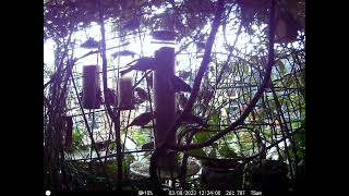 Goldfinches on a tiny  six-floored balcony garden of Soho Westminster Central London (1 of 5)