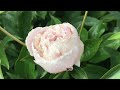 peony after shower 雨后的芍药