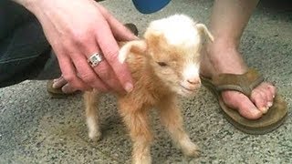Funny and Cute Baby Goat - Best Funny Baby Goats Compilation