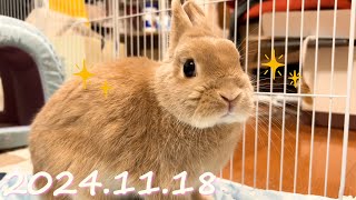 【とっても綺麗好き♪】毎日の30秒ひなちゃん🐰✨【2024.11.18のひな】[うさぎ]