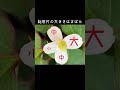 30秒植物紹介【ドクダミ】