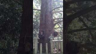 樹齢1000年の御神木に会いに行こう!【五百井神社】1,000-year-old sacred tree! #癒やし #ヒーリング #寺社巡り#神社 #神社仏閣 #shrine #パワースポット