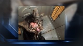 Nearly 150 cats taken from Waukesha home