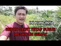 KEBUN SAWIT SUBUR MESKIPUN SEMAK #kelapasawit