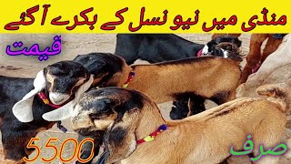 ڈیرہ غازی خان کی نیو بکرا منڈی || ناچی ڈانسر بکروں کی منڈی || اصل ناچی ڈانسر بکرے || استاد نادر بلوچ