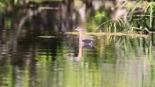 Pied billed Grebe Submarine Dive