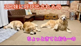 ゴールデンレトリーバー兄妹に抗議される飼主