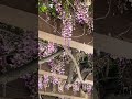 This vine took over!! I caught this gorgeous wisteria in full bloom￼!  #wisteria #bloom #plants ￼