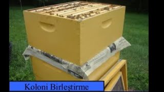 ARI BİRLEŞTİRME VE SONUÇU ! #arıbirleştirme #katatma #arıcılık #kraliçe #petek #beekeeping