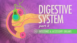 Digestive System, Part 3: Crash Course Anatomy & Physiology #35