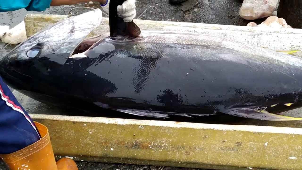 Perfect Cutting Skills For Giant Bluefin Tuna Tuna Cutting Youtube