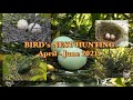 BIRD’S NEST HUNTING April - June 2021