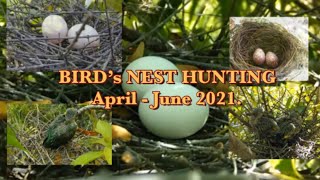 BIRD’S NEST HUNTING April - June 2021