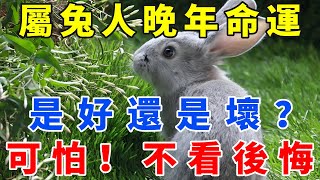 人算不如天算！屬兔人晚年命運如何？是好還是壞？太可怕了，不看後悔！【佛語禪音】#生肖 #命理 #運勢 #屬相 #風水