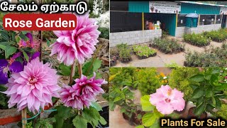 ஏற்காடு பூ செடிகள் விற்பனை நிலையம்🤩 குறைந்த விலை /yercaud rose garden/How to grow plants in yercaud