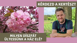 Milyen díszfát ültessünk a ház elé? | KÉRDEZD A KERTÉSZT