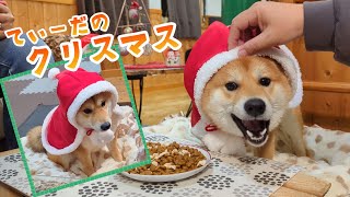 はじめてのクリスマスパーティで犬用ケーキを嗜む柴犬てぃーだと早々に酔っ払うパパ