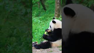 專業吃播小馨 | Eating broadcast XiaoXin #panda #大熊貓