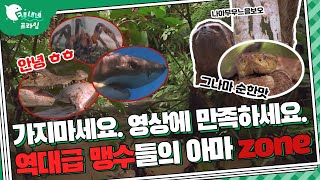 나 지금 떨고있냐....... 보기만 해도 무서운 아마존 맹수 특ZIP | 세계 최고의 맹수들