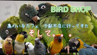 4K/BIRD SHOP TORI CAFE (鳥のいるカフェ　千駄木店)💕🦜