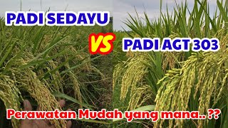 Perbandingan Padi Sedayu VS Padi AGT 303