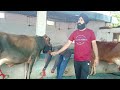 98725 10772 12 ਜਰਸੀ ਗਾਵਾ ਸੇਲ ਏਰੀਆ ਜਲੰਧਰ