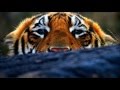 El Nombre De Jehova Sera Declarado Por Toda La Tierra
