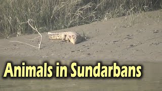 আমার ক্যামেরায় সুন্দরবনের পশুপাখি | Animals in Sundarban