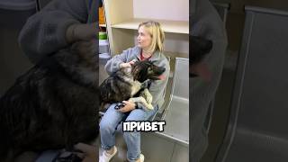 Он слепой, но его все равно выкинули на улицу 💛 ТГ: Хвостатый Дом #приют  #приютдлясобак #животные