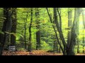 Birds in Forest | sleeping sounds | Nature music | Global Mantra