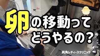 卵の移動の仕方