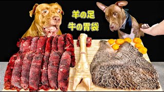 【閲覧注意】珍しい食材を秒で食べるピットブルの咀嚼音がクセになる