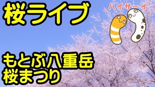 桜ライブ　もとぶ八重岳桜まつり　沖縄　日本全国桜ライブ【ちんあなご　女将さん】