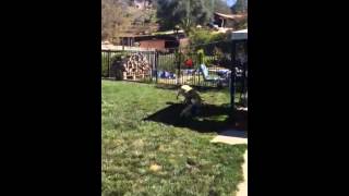 Fetch Milo!