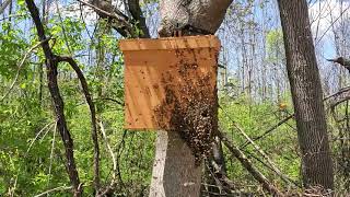 Swarm Moving in to our Baited Swarm Box