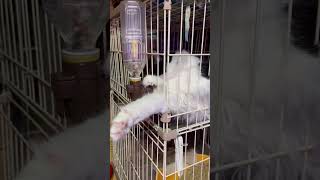 変な水の飲み方 #shorts #ショート動画 #猫 #ねこ #猫動画