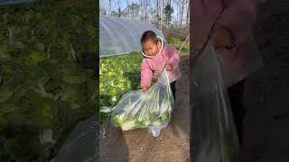 人间烟火气，最抚凡人心，在小山村走走，拍拍一些小风景，生活不止诗和远方，回忆起儿时的快乐 #回忆童年时光 活 # #农村女孩 #老挝农村生活