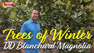 Trees of Winter: DD Blanchard Magnolia