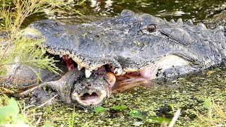 Alligator Eating Snapping Turtle