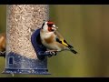 How to Attract Birds to Your Garden-Tutorial