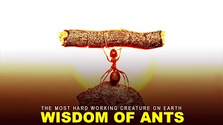 Wisdom Of The Ants - Most Powerful Motivational Video By You Are Unique