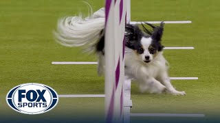 Best of 2024 Masters Agility Championships from Westminster Kennel Club | FOX Sp