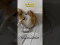 みみ助うらない2024年9月1日 shibainu 柴犬と暮らす 保護犬と暮らす